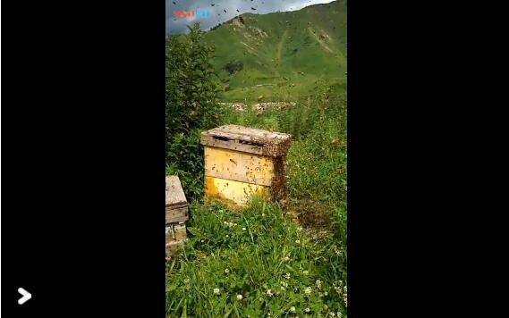花岛蜂业蜜蜂飞舞