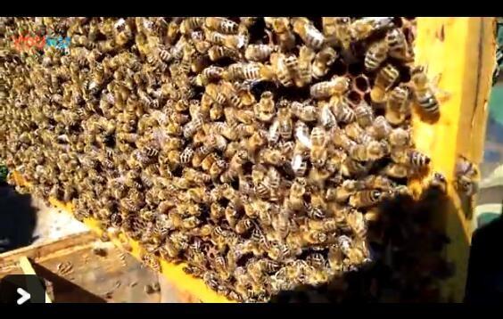 花岛蜂业蜜蜂采蜜