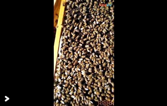 花岛蜂业蜜蜂